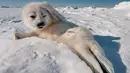 Ekspresi anjing laut kecil ini pasti bikin kamu gemas kebangetan kan?