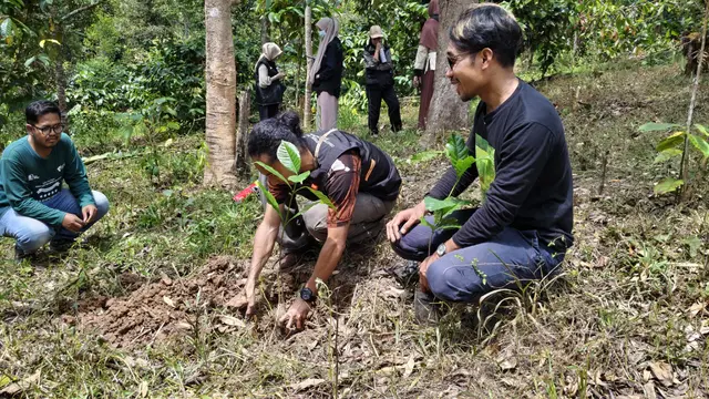 Penanaman kopi di Sinjai. (Liputan6.com/Fauzan)