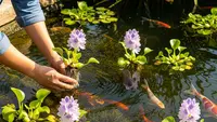 7 Cara Menanam Eceng Gondok di Kolam Ikan agar Tidak Mengganggu, Jaga Ekosistem Tetap Sehat