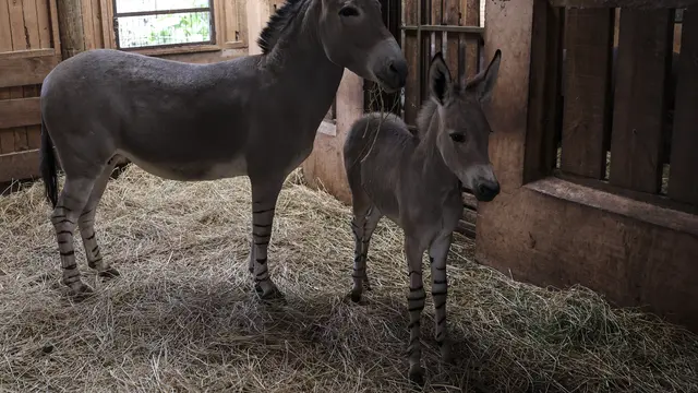 Anak Keledai Super Langka Lahir di Kebun Binatang Chile