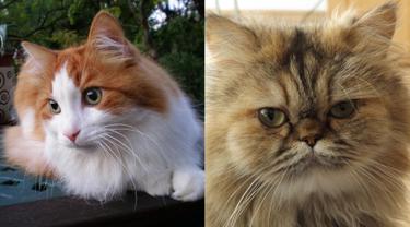 Kucing angora dan persia