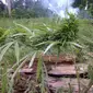 Ladang ganja di pegunungan Seulawah, Aceh Besar (Liputan6.com/Andry Haryanto)