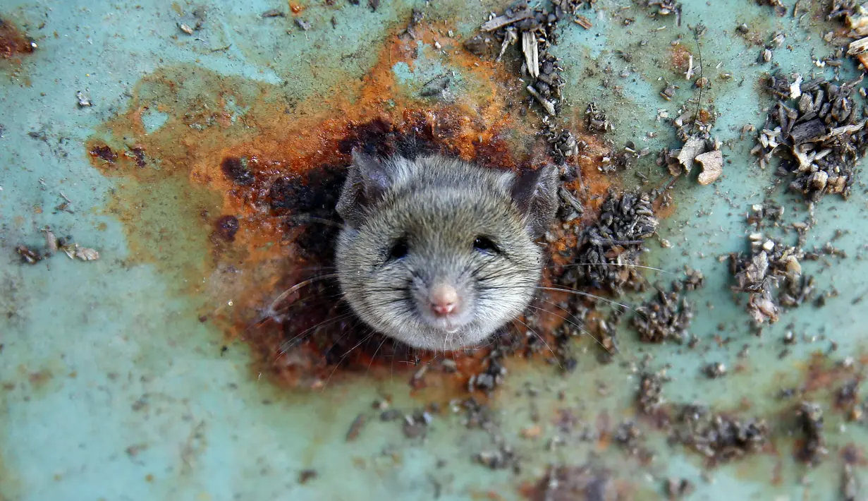 Seekor tikus saat terjebak di sebuah lubang bagian bawah tong sampah di Brooklyn, New York, Amerika Serikat, (18/10). Tikus tersebut terlihat kesusahan melepaskan diri dari lubang tong sampah. (REUTERS/Lucas Jackson)