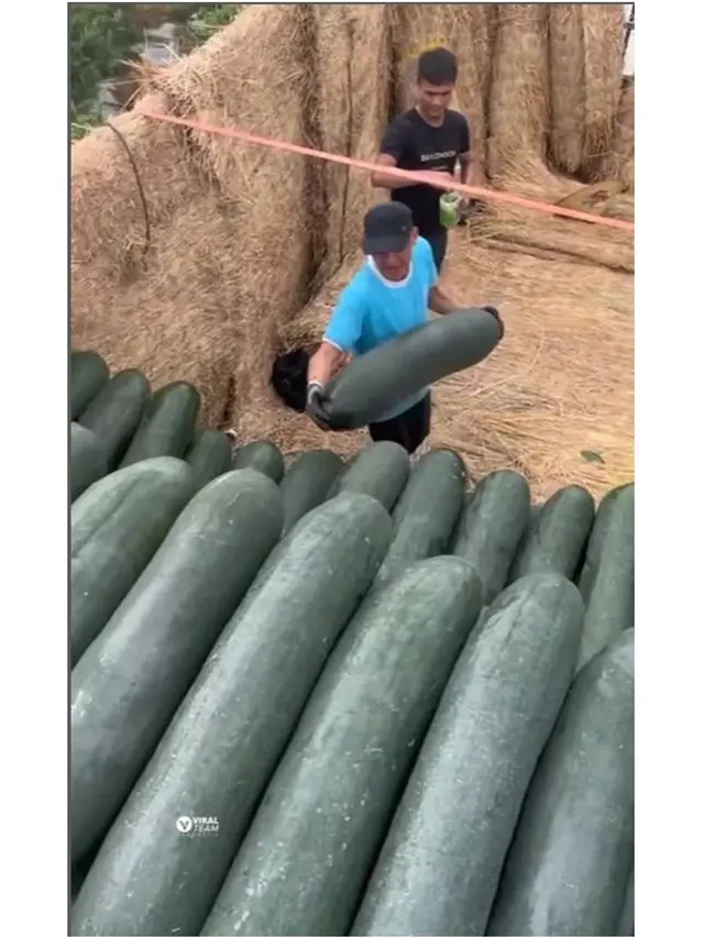 Viral Momen Petani Panen Timun Raksasa, Penampakannya Bak Cerita Dongeng