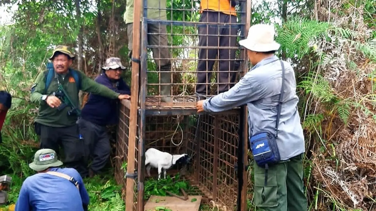 Petugas memasang kandang jebak dipasang umpan kambing untuk mengevakuasi harimau sumatra di Desa Teluk Lanus, Kabupaten Siak.
