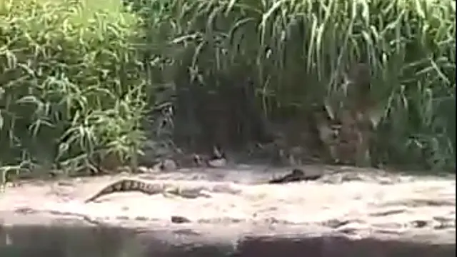 Buaya Putih Sepanjang 3 Meter di Sungai Cileungsi