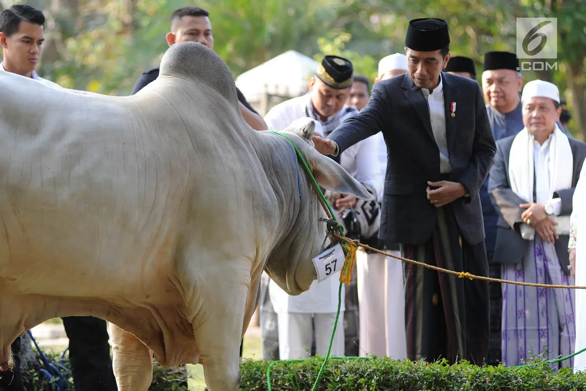 Wujud Sapi Braman 1,4 Ton Kurban Jokowi di Cibinong