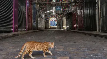 Seekor kucing melintasi di dekat toko-toko yang tutup menyusul seruan pemogokan umum untuk mendukung warga Palestina di Jalur Gaza, di kota Nablus di Tepi Barat, pada 25 Oktober 2023. (Zain JAAFAR/AFP)