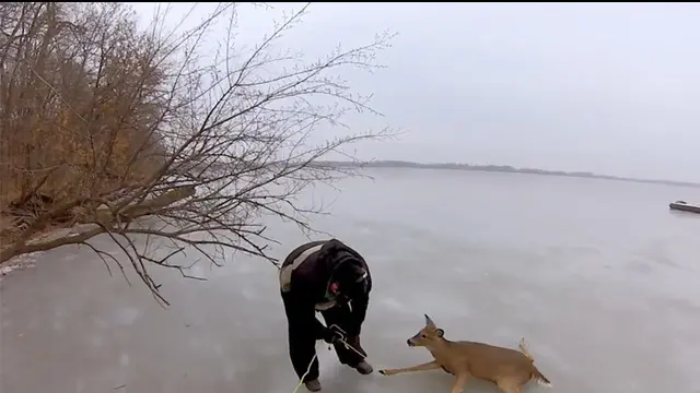 Sebuah perusahaan kamera terkenal yang mengunggah video tentang penyelamatan rusa yang terjebak di danau es.Salah seorang penyelamat hewan yang tergerak hatinya saat  melihat postingan  sebuah media social tentang beberapa rusa yang terjebak di tenga...