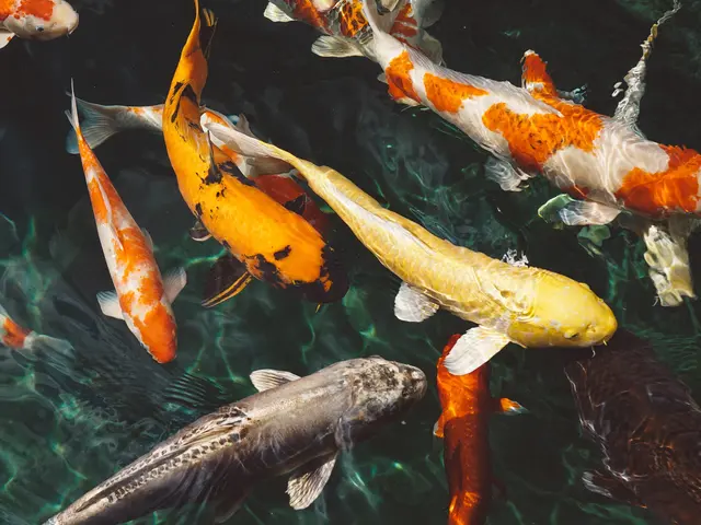 9 Jenis Ikan Koi Yang Populer Dan Membawa Peruntungan Untuk Yang Memelihara Lifestyle Fimela Com