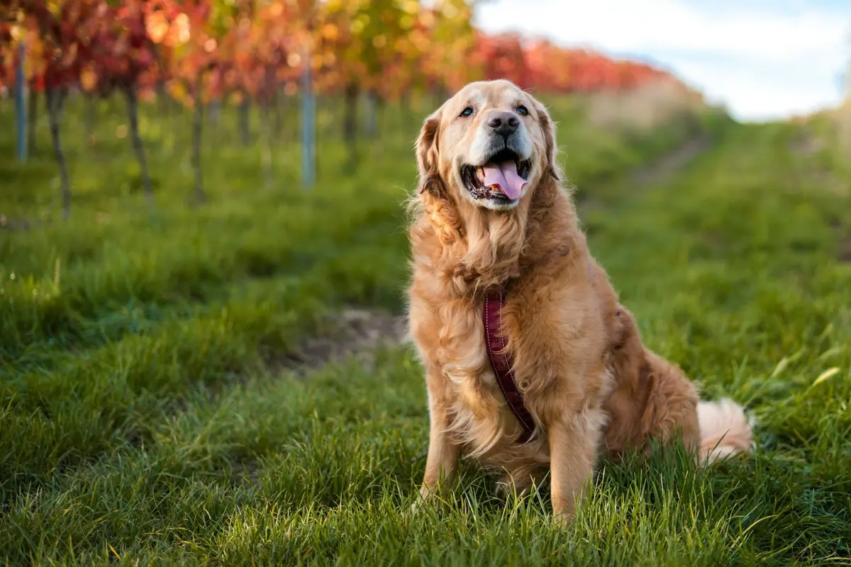 Golden Retriever