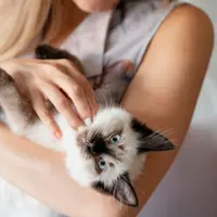 Ilustrasi Kucing Lucu Imut Digendong / by freepik