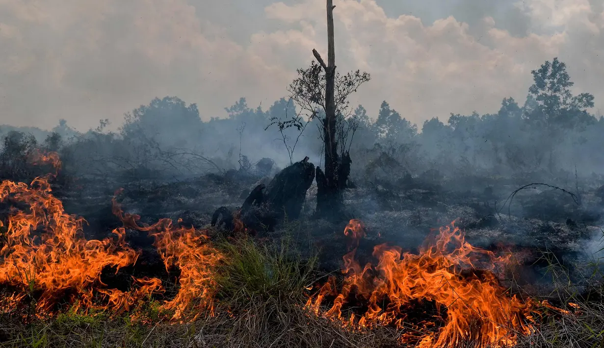 Api yang melalap lahan gambut di Pekanbaru, Provinsi Riau, (1/2). Lokasi ini merupakan salah satu dari 73 titik api yang terdeteksi menyebabkan kabut asap di pulau Sumatera. (AFP Photo/Wahyudi)