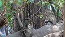 Aktivitas monyet di Suaka Margasatwa Muara Angke, Jakarta, Selasa (17/9/2019). Suaka Margasatwa Muara Angke akan dikembangkan sebagai pusat edukasi mangrove. (Liputan6.com/Herman Zakharia)