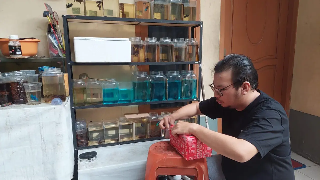 Hafyz Marshal saat melakukan pengepakan Ikan Cupang yang bakal dikirim ke pemesannya.