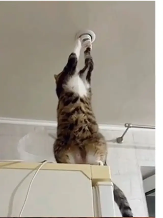 6 Potret Kucing Jadi Tukang Listrik Bantu Manusia, Etos Kerja Luar Biasa