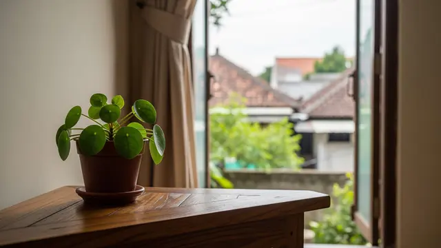 Tanaman Daun Mini yang Bisa Bikin Suasana Rumah Lebih Adem dan Menenangkan