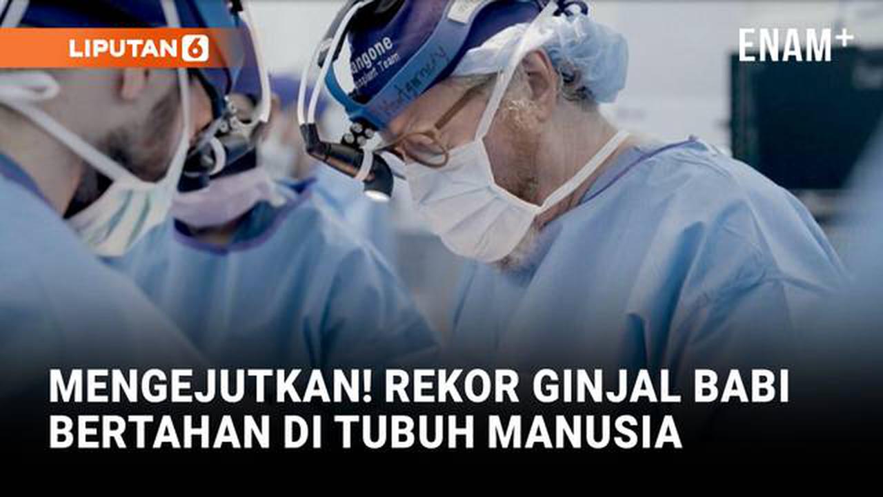 Mengejutkan, Rekor Daya Tahan Ginjal Babi di Tubuh Manusia