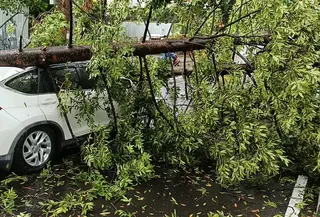 Peristiwa pohon tumbang terjadi saat kondisi hujan lebat disertai angin kencang di Jalan Sulanjana, Kota Bandung. (Liputan6.com/Dikdik Ripaldi)