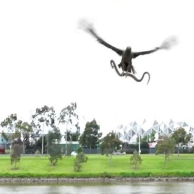 Unduh 96 Koleksi Gambar Elang Membawa Bola Terbaik 