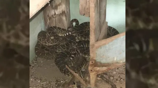 Rattlesnake (1)