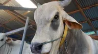 Presiden Joko Widodo menyumbang satu ekor sapi berbobot 1 ton untuk hewan kurban Idul Adha 1443 Hijriah 2022 di Desa Pombewe, Kabupaten Sigi. (Liputan6.com/ Istimewa/&nbsp;Dinas Perkebunan dan Peternakan Sulteng)