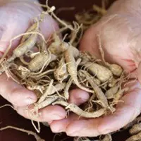 Berikut kelebihan yang ditawarkan ginseng Amerika selain menambah stamina pria di ranjang.