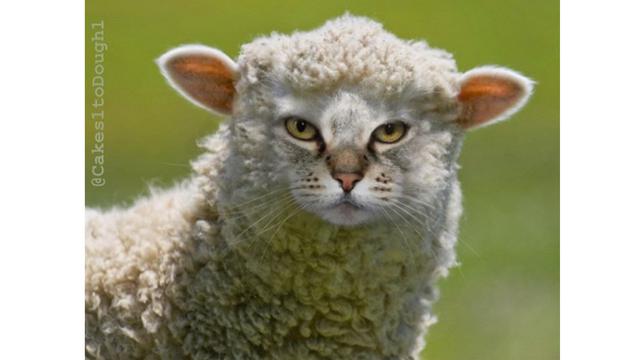 Begini Rupa Kucing Jadi Hewan Lain