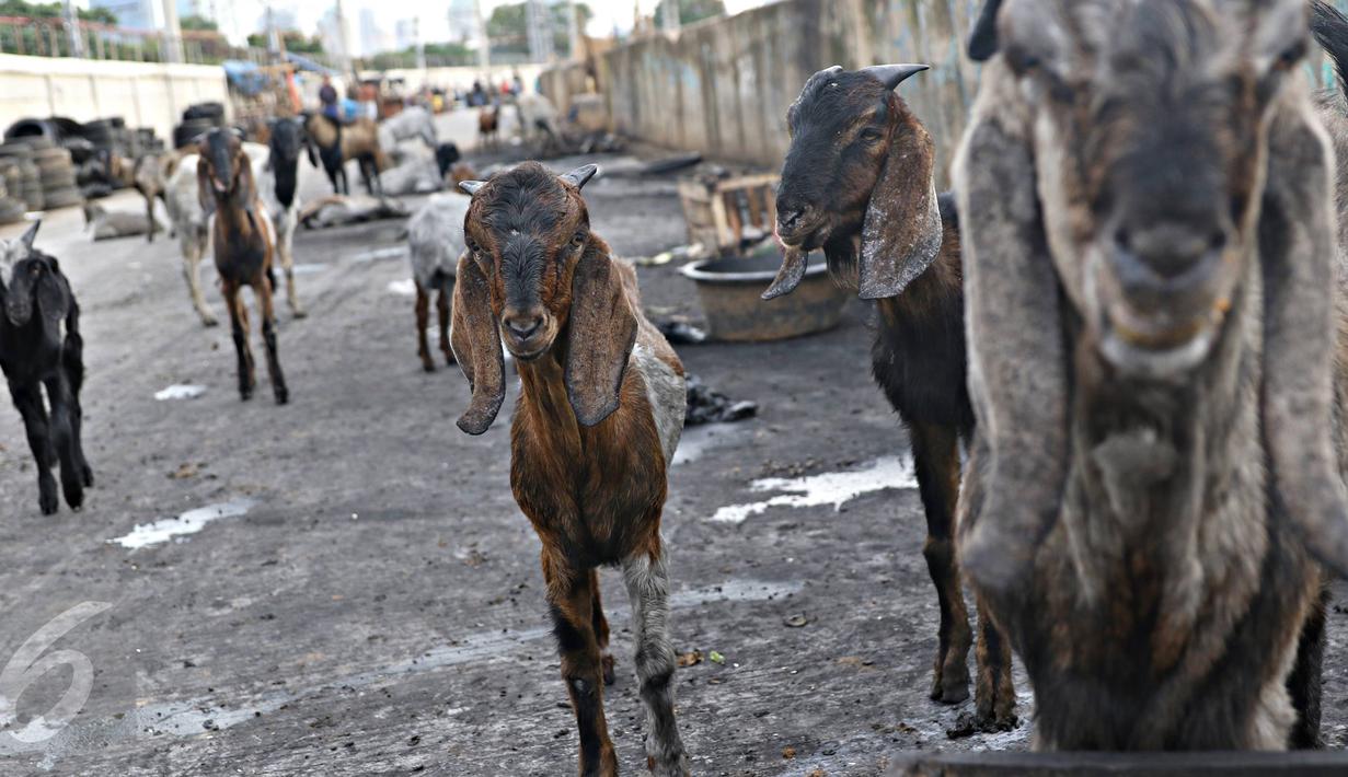 Puluhan kambing berkeliaran di jalur inspeksi Kanal Banjir Barat, Jakarta, Rabu (17/2). Kurangnya ruang terbuka hijau membuat peternak terpaksa mengembalakan hewan ternaknya di tempat yang tidak semestinya. (Liputan6.com/Immanuel Antonius)