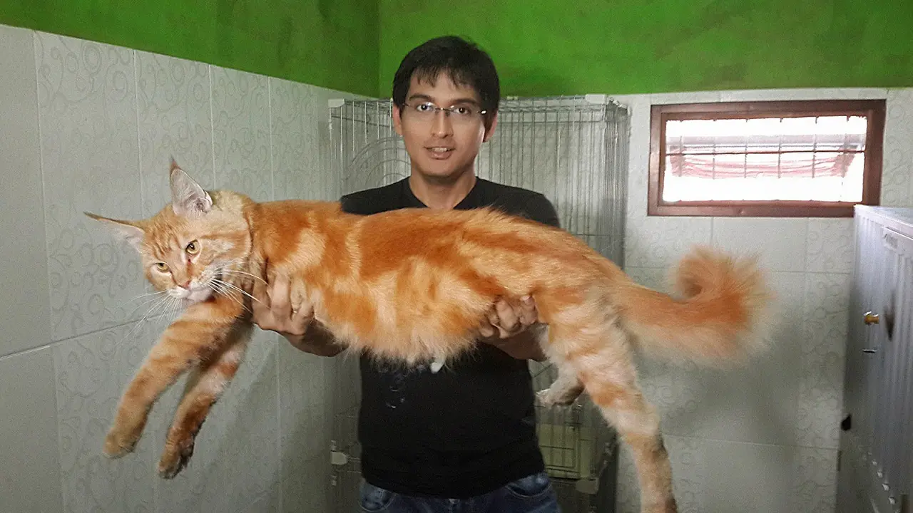 Lucky Hakim
