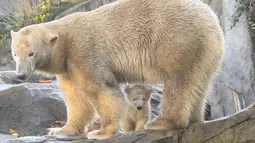 Bayi beruang kutub berjalan bersama induknya Nora saat penampilan publik pertamanya di Kebun Binatang Schoenbrunn, Wina, Austria, Kamis (13/2/2020). Anak beruang kutub yang tidak disebutkan namanya tersebut lahir pada 9 November 2019. (JOE KLAMAR/AFP)