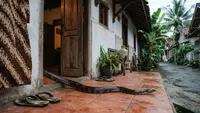 7 Cara Mencegah Ular Masuk Rumah, Lupakan Penggunaan Garam