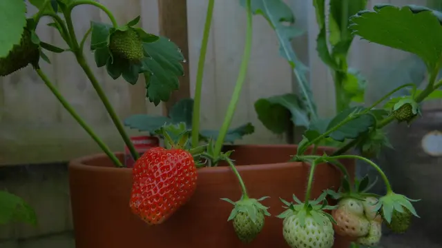 Pilih Varietas Kompak agar Kebun Mini Lebih Efisien