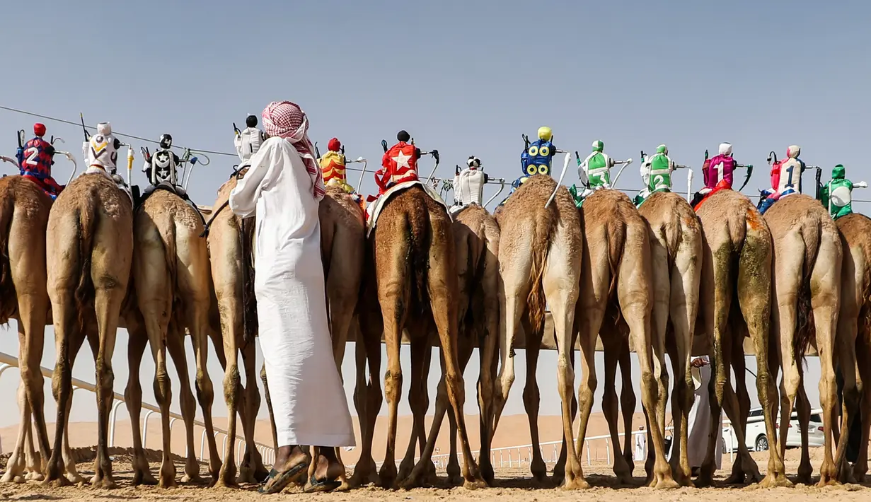 Seorang pawang menyiapkan para unta untuk mengikuti ajang balap selama Festival Moreeb Dune 2019 di gurun Liwa, Abu Dhabi, Selasa (1/1). Uniknya, yang menjadi joki bukanlah orang dewasa melainkan robot joki yang dikontrol dengan remot. (KARIM SAHIB / AFP)