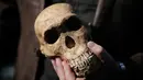 Fosil spesies Homo Naledi Hominin yang ditemukan tim peneliti dari Universitas Johannesburg, Afsel, Selasa (9/5). Fosil tersebut ditemukan di dalam sebuah gua di luar Johannesburg, tersembunyi dalam satu rongga yang curam dan sempit. (AFP/GULSHAN KHAN)