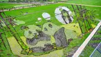 Foto udara yang diambil pada 20 Juni 2023 ini menunjukkan gambar panda yang dibuat dengan menanam berbagai varietas padi di sawah di Shenyang, provinsi Liaoning timur laut China. (STR / AFP)