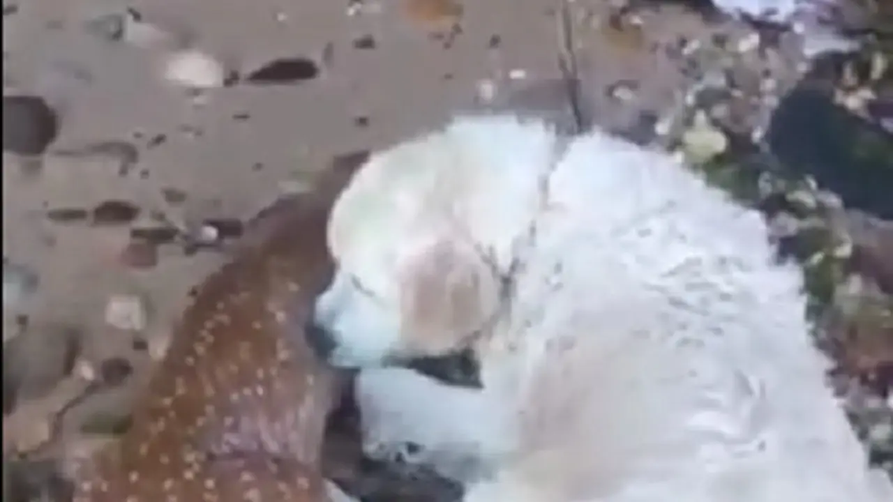 Anjing dan Rusa (Foto: Youtube Peewpee)