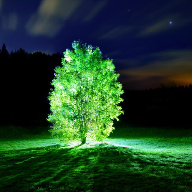 Ilmuwan Ciptakan Pohon Bercahaya Yang Bisa Terangi Jalanan Citizen6 Liputan6 Com