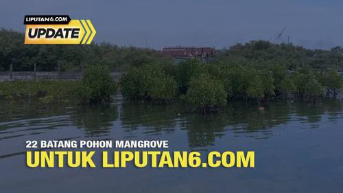 Liputan6 Update: 22 Batang Pohon Mangrove Untuk Liputan6.com