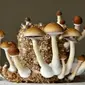 Jamur psilocybin memberikan efek buruk bagi tubuh. (Foto: Emaze)