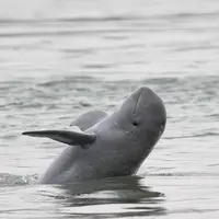 Kratie, Kamboja. (worldwildlife.org)