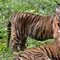 Anak-anak harimau Sumatera (Panthera tigris sumatrae) yang masih berusia sepuluh minggu saat debut mereka di Taman Safari Indonesia II Prigen, Pasuruan, Jawa Timur, Kamis (4/6/2026). (Juni KRISWANTO/AFP)