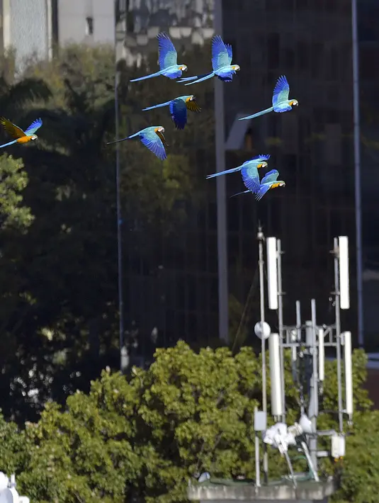 Sekawanan burung macaw (sejenis beo) terbang di atas sebuah gedung apartemen di Caracas pada 18 November 2018. Setiap sore, puluhan macaw liar berwarna-warni berduyun-duyun ke balkon dan teras tempat warga menaruh makanan untuk mereka. (YURI CORTEZ/AFP)