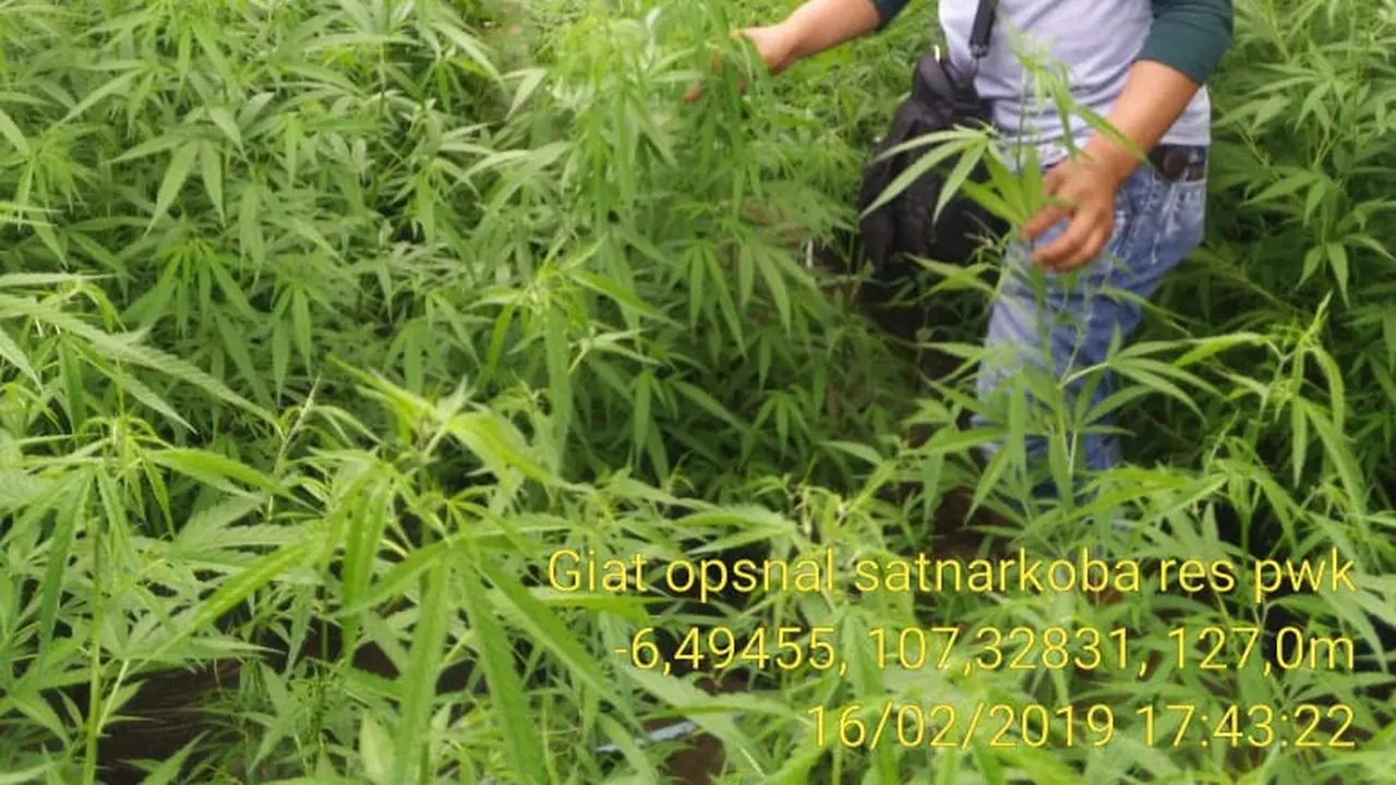 Ladang Ganja di Purwakarta