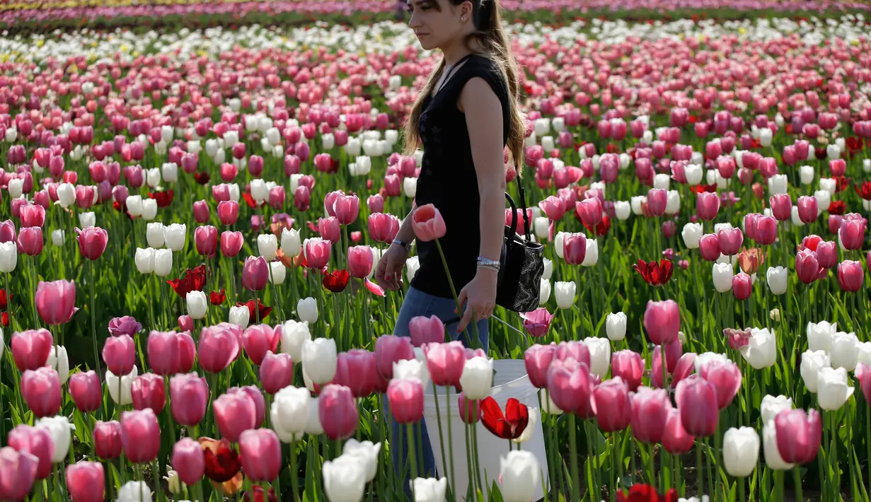 Pengunjung memetik bunga tulip yang ditanam oleh Edwin Koeman dan Nitsuje Wolanios di taman bunga tulip pertama di Cornaredo, Milan, Senin (23/4). Pengunjung boleh membawa pulang bunga ini dengan hanya mengganti 1,5 euro untuk dua tangkai. (AP/Luca Bruno)