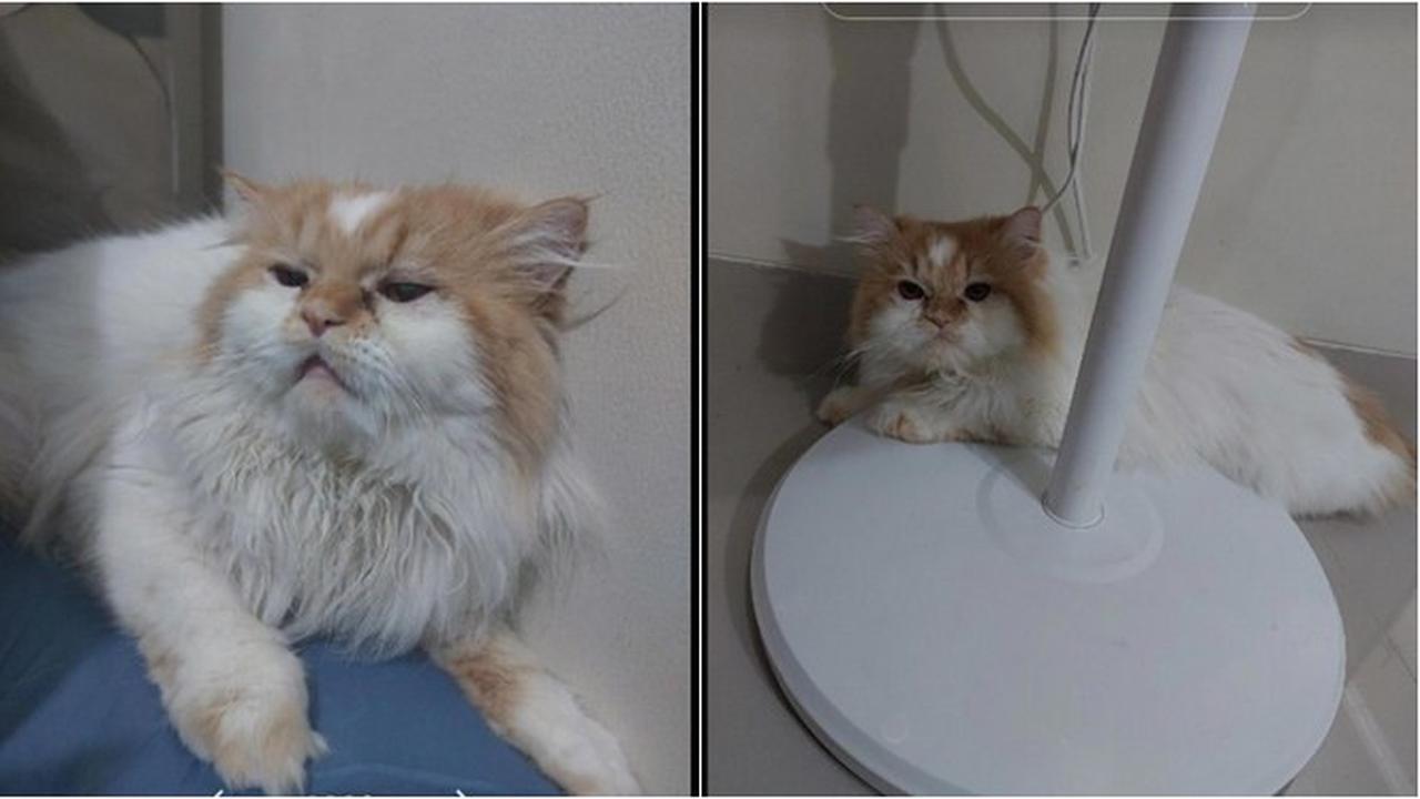 Alami Kelainan Genetik, Kucing Oren Ini Jalani Operasi Plastik di Bagian Mata