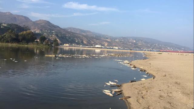 Ribuan ikan ditemukan mati mengambang di Laguna Malibu (California State Parks)