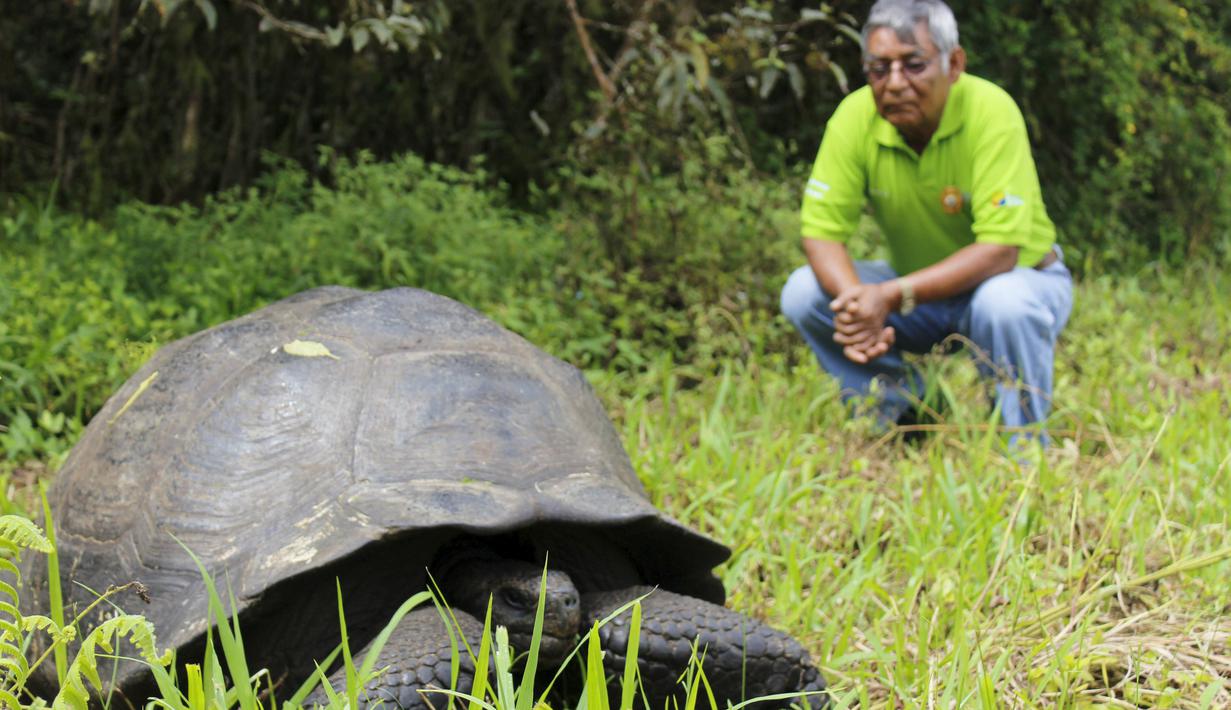Fausto Llerena melihat kura-kura baru berukuran raksasa yang ditemukan di Pulau Santa Cruz, Kepulauan Galapagos  pada 21 Oktober 2015. Spesies kura-kura yang diberi nama Chelonoidis donfaustoi mempunyai bobot 250 kg. (REUTERS/Galapagos National Park)