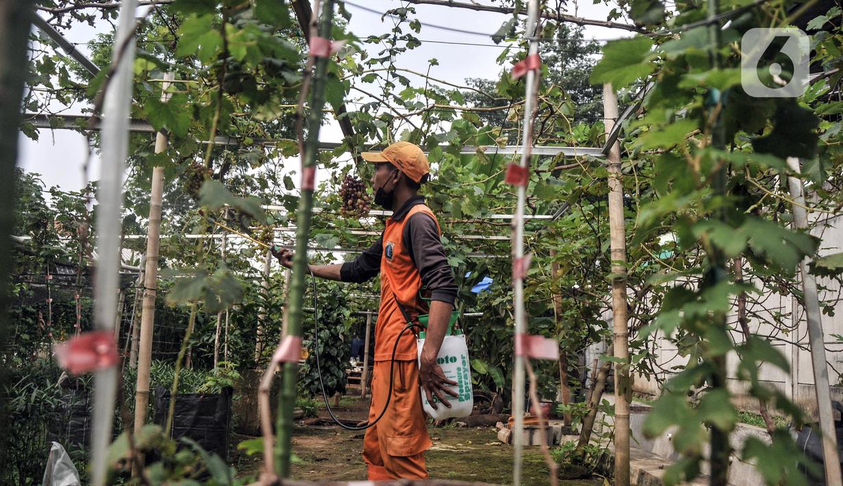 Wagiman (40), petugas Penanganan Prasarana dan Sarana Umum (PPSU) Kelurahan Pondok Kopi melakukan penyemprotan kebun anggur di kawasan Rawa Jaya, Kecamatan Duren Sawit, Jakarta Timur, Senin (6/6/2022). Hasil panen kebun anggur ini akan dibagikan kepada petugas PPSU dan warga sekitar secara gratis. (merdeka.com/Iqbal S. Nugroho)