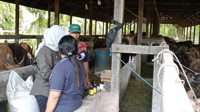 Kelompok Tani Terima Bantuan 1.000 Ekor Sapi
